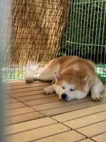 秋田犬ふれあい処ｉｎ千秋公園の写真・動画_image_691134