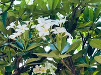 Wat Chai Wattanaram（ワット・チャイワタナラーム）の写真・動画_image_692449