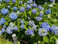 相模原北公園 アジサイ園の写真・動画_image_692793
