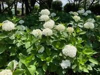 相模原北公園 アジサイ園の写真・動画_image_692794