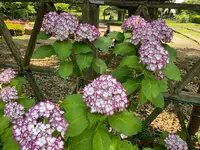相模原北公園 アジサイ園の写真・動画_image_692795