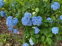 相模原北公園 アジサイ園の写真・動画_image_692796