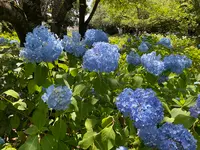 相模原北公園 アジサイ園の写真・動画_image_692797
