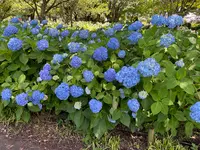 相模原北公園 アジサイ園の写真・動画_image_692798