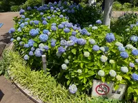 相模原北公園 アジサイ園の写真・動画_image_692799