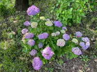 相模原北公園 アジサイ園の写真・動画_image_692800