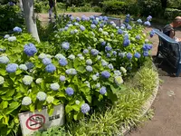 相模原北公園 アジサイ園の写真・動画_image_692801