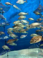 浅虫水族館の写真・動画_image_692863