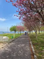 鶴の舞橋の写真・動画_image_692869