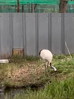 丹頂鶴自然公園の写真・動画_image_692872