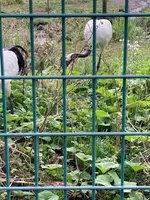 丹頂鶴自然公園の写真・動画_image_692873