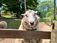 伊香保グリーン牧場の写真・動画_image_696829