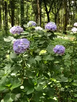 東山旧岸邸の写真・動画_image_697632