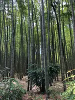 東山旧岸邸の写真・動画_image_697635