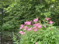 六花の森の写真・動画_image_700203