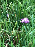 水郷潮来あやめ園の写真・動画_image_701663