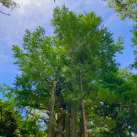 安房神社の写真・動画_image_701743