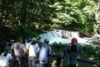 さくらの滝の写真・動画_image_702263