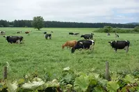 レストラン牧舎の写真・動画_image_702523
