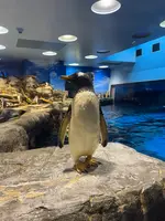下関市立しものせき水族館・海響館の写真・動画_image_703552