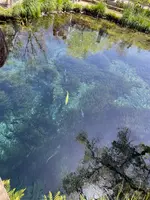 涌池の写真・動画_image_708886