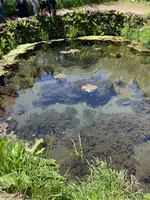 銚子池の写真・動画_image_708893