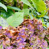 雲昌寺の写真・動画_image_714271