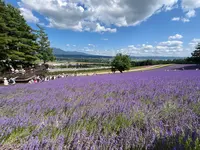 ファーム富田の写真・動画_image_715141