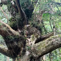 真山神社の写真・動画_image_716488