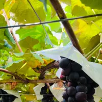 加賀谷果樹園の写真・動画_image_716491