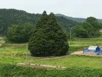 小杉の大杉（トトロの木）の写真・動画_image_71696