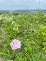 瀬波温泉海水浴場の写真・動画_image_719977