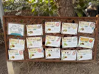 キウイフルーツ・カントリーＪＡＰＡＮの写真・動画_image_720564