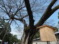 御苑の御門の写真・動画_image_72311