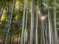 報国寺(竹寺)の写真・動画_image_724521