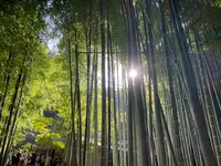 報国寺（竹寺）の写真・動画_image_724522