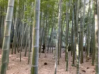 報国寺(竹寺)の写真・動画_image_724528