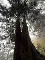 玉置神社の大杉の写真・動画_image_727026