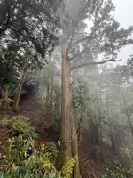 玉置神社の大杉の写真・動画_image_727027