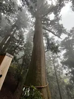 玉置神社の大杉の写真・動画_image_727028