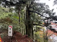 玉置神社の大杉の写真・動画_image_727029
