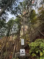 神代杉の写真・動画_image_727035