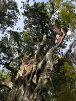 神代杉の写真・動画_image_727036