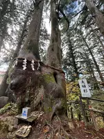 夫婦杉の写真・動画_image_727038