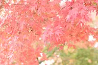 高尾山の写真・動画_image_728365