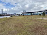 宍道湖うさぎの写真・動画_image_729677