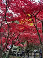 大山寺の写真・動画_image_729981