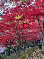 大山寺の写真・動画_image_729983