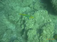 小笠原ダイビングセンターの写真・動画_image_73071