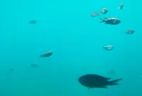 道の駅 伊東マリンタウンの写真・動画_image_734284